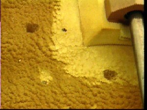 NASA_Woodpecker holes