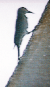 Did in the shuttle for a month